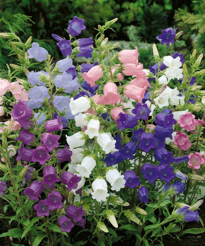 Csupros harangvirág színkeverék - Bögrevirág - Campanula medium, Campanula medium, ehető virág